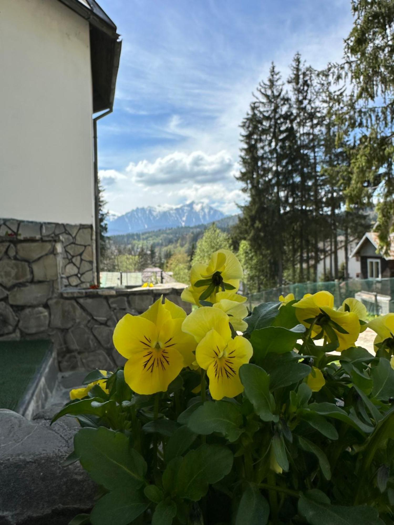 Pine Peak Apartments Predeal Zewnętrze zdjęcie