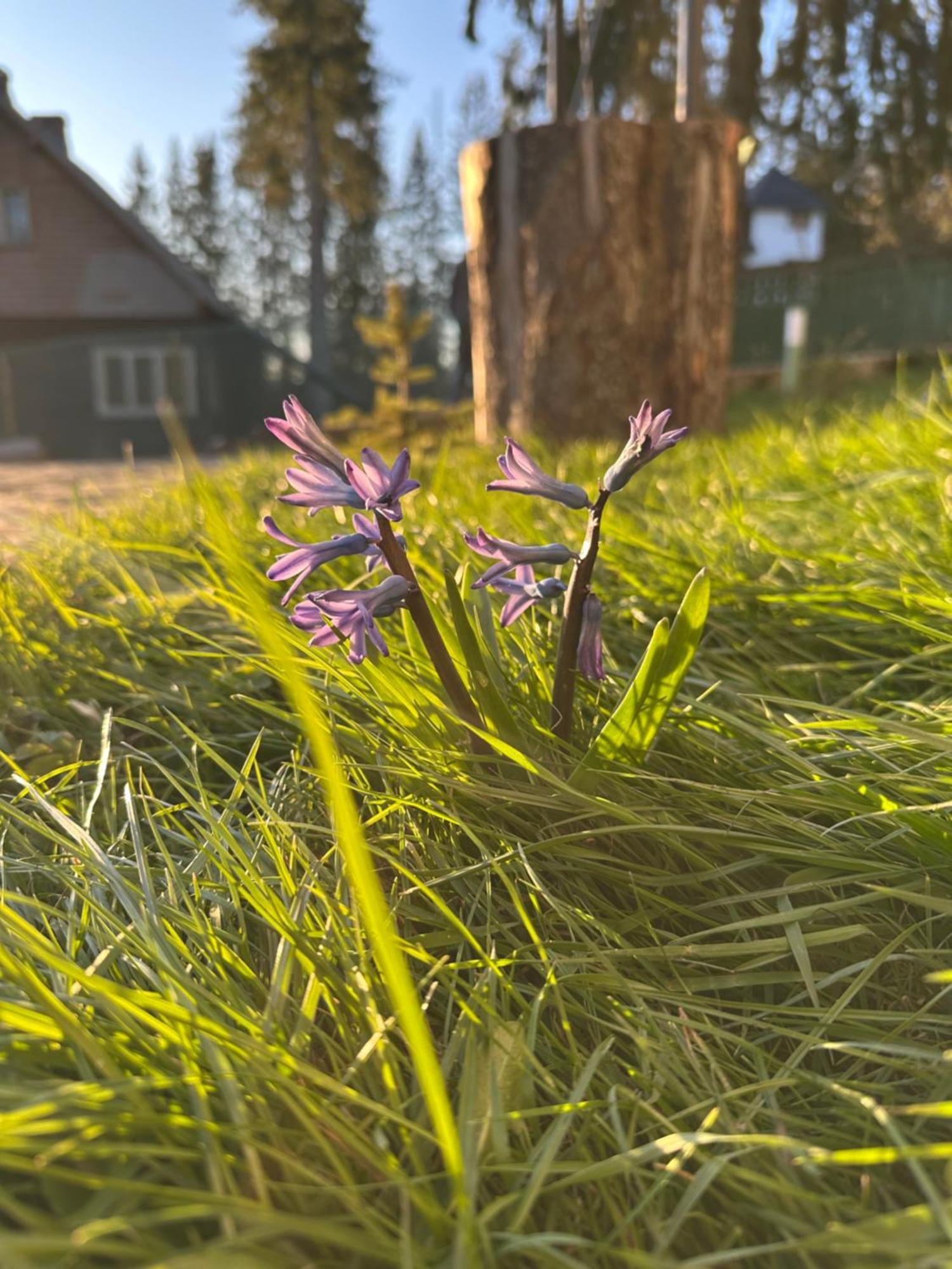 Pine Peak Apartments Predeal Zewnętrze zdjęcie